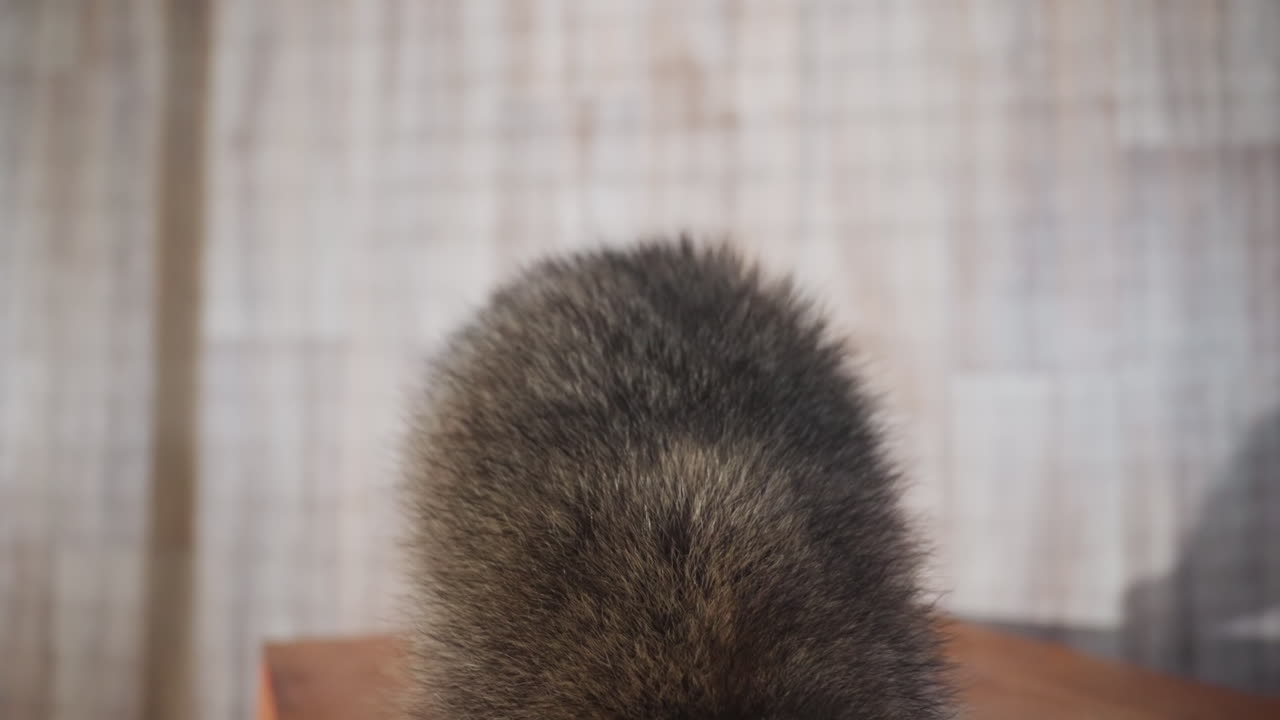 small raccoon standing on box, caretaker observation, upright inspection, grooming back, soft fur detail, rustic curtain background, gentle studio light, rescued juvenile subject, intimate wildlife