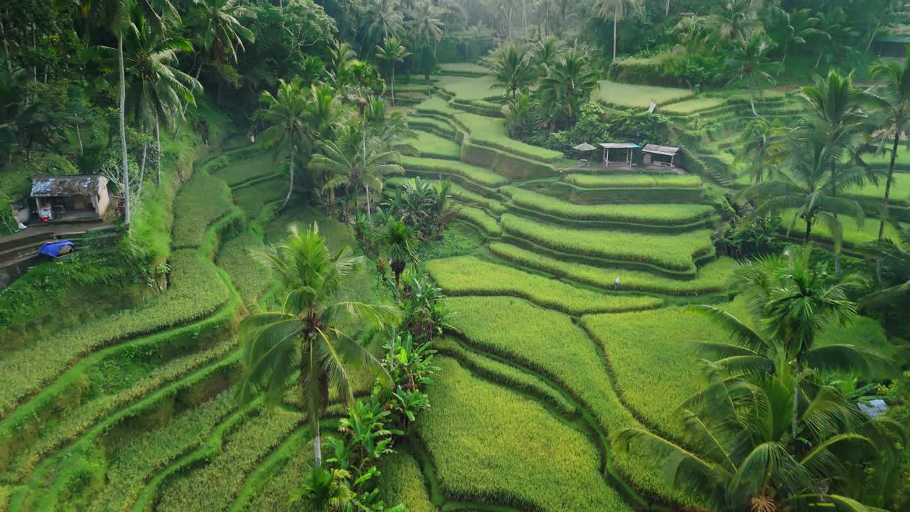 Risaia a terrazze, piantagione a cascata verde lussureggiante, sana e sagomata.