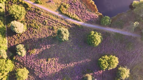 Aerial Drone Footage of a Lake, Path, and Heather Landscape