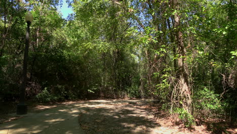 Trail-through-woodsy-park-with-lamp,-static----4K