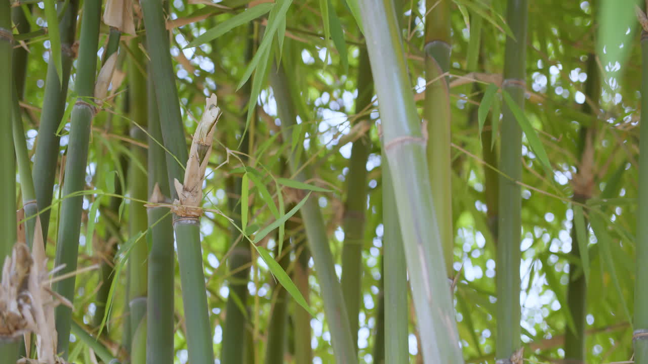 Explore intricate growth patterns of bamboo in a vibrant natural setting