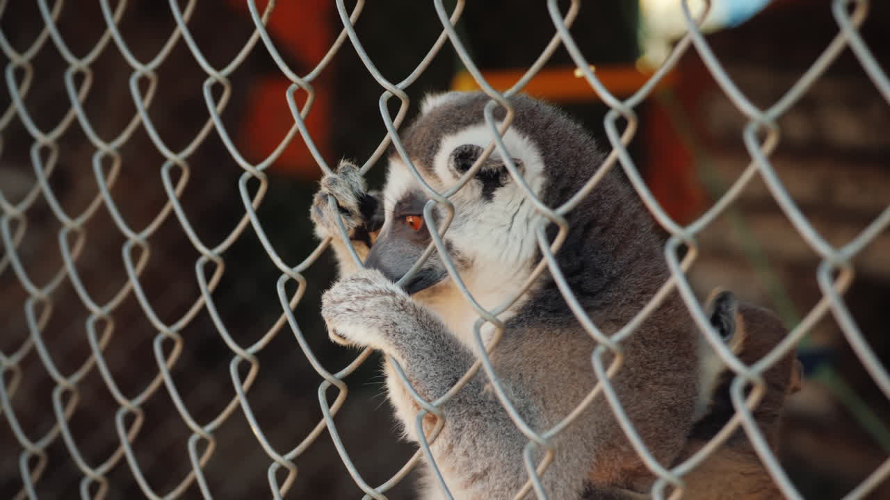 등에 새끼를 안고 있는 암컷 여우원숭이가 그물을 통해 간식을 먹는다