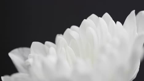 Micro-video-close-up-of-white-flower-with-copy-space-on-grey-background