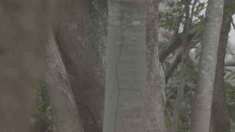 Iguana-slowly-climbing-a-tree---slow-motion