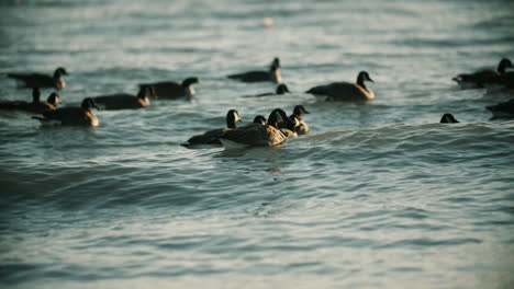 Grupo-De-Gansos-Canadienses-Salvajes-Nadando-En-Las-Olas-Del-Agua-Del-Lago-Durante-La-Puesta-De-Sol-De-Verano