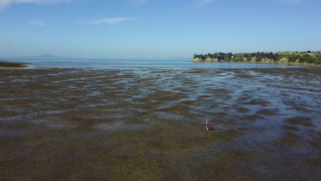 Aerial-view-flying-over-a-low-tide-beach,-with-people-walking-and-picking-cockles-in-Army-Bay,-New-Zealand,-Camera-angle---wide-angle,-panning