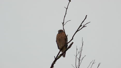 Red-shouldered-hawk-perched-on-a-large,-barren-branch-in-the-pouring-rain