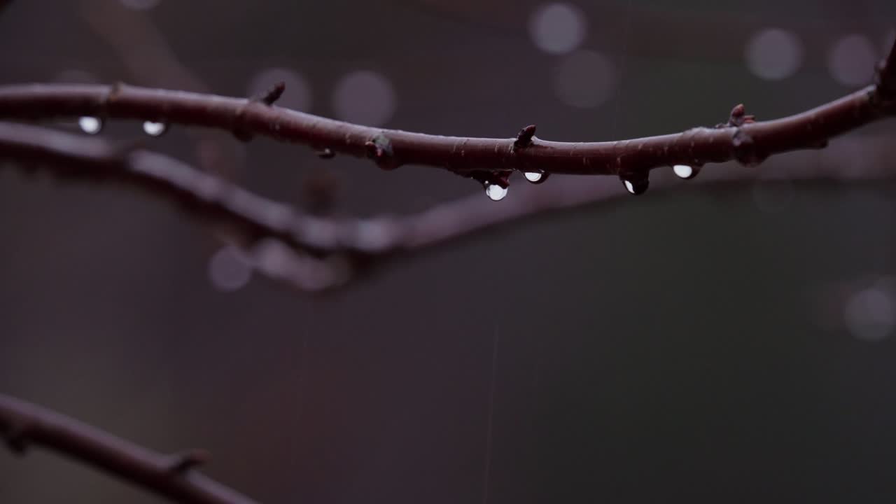 Dewdrops On Twigs In Forest. Selective Focus Shot