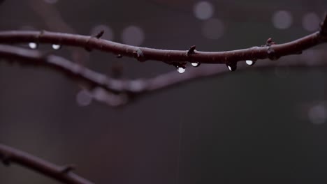 dewdrops on twigs in forest. selective focus shot