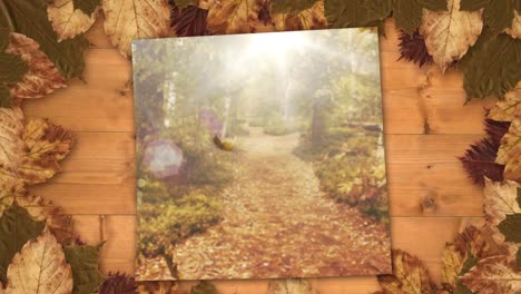 screen surrounded with autumn leaves showing leaves falling in the forest during fall season 4k