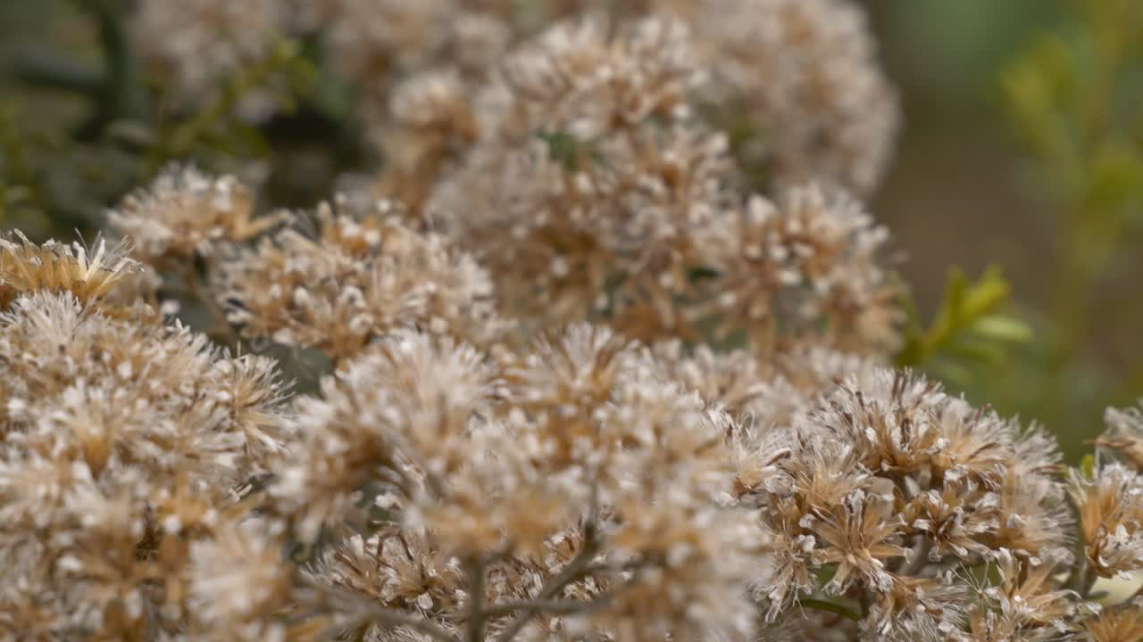 Wild Plant In Red Tarns Track, Aoraki, South Island, New Zealand - Close Up