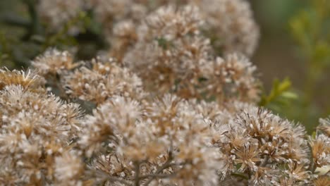 wild plant in red tarns track, aoraki, south island, new zealand - close up