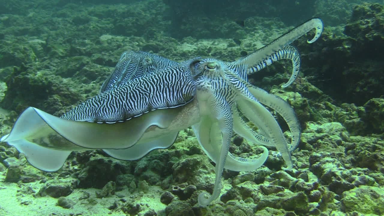 파라오 오징어 의  ⁇ 짓기 행동