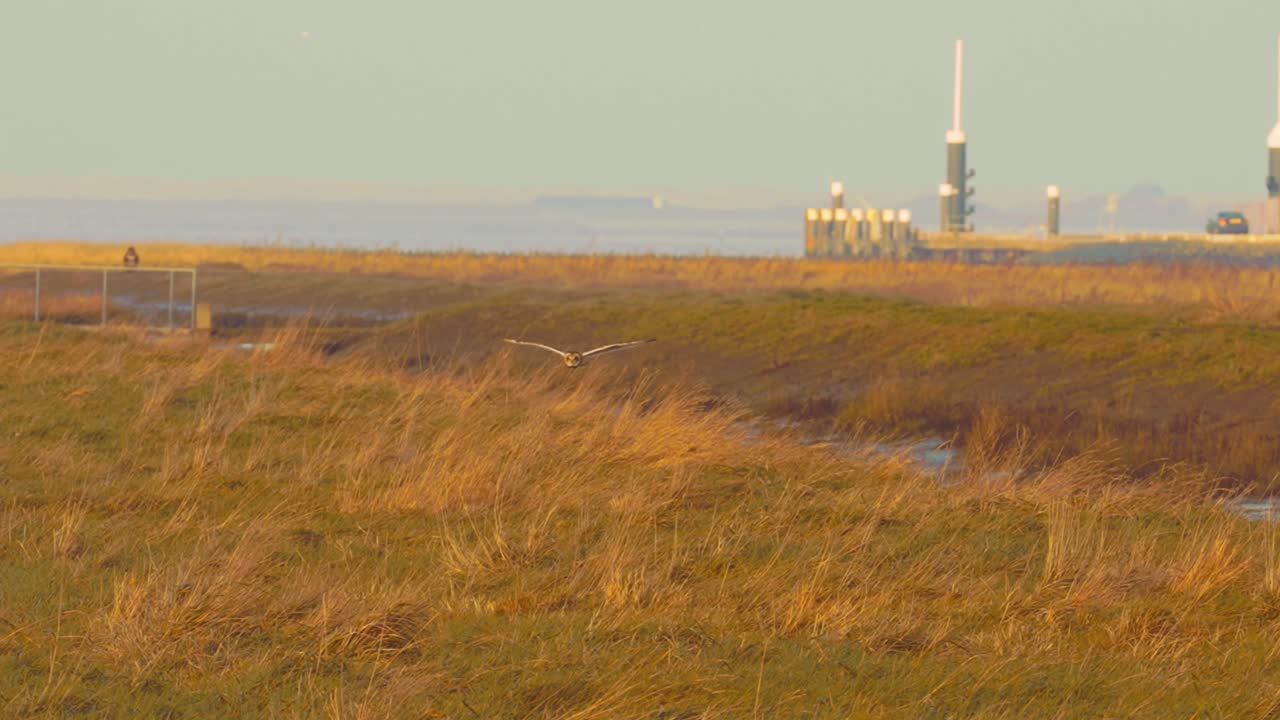 охота на болотную сову в охраняемой природной среде обитания недалеко от крупного промышленного предприятия