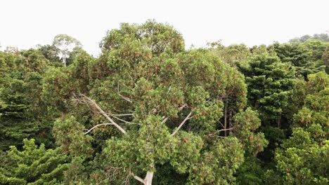inclinación hacia abajo aérea de la selva tropical en el sudeste asiático, gran ángulo, vista de pájaro