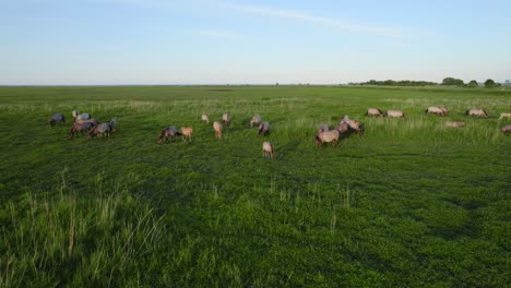 Aerial-shot-of-wild-horses-and-birds-in-Polish-nature-reserve-Beka