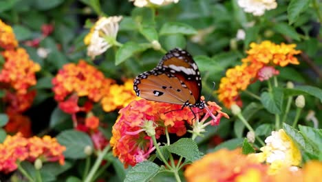 butterfly flutters over colorful lantana flowers.