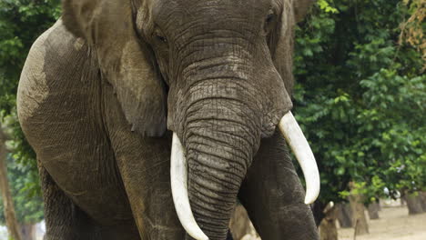 Retrato-De-Un-Poderoso-Toro-Elefante-En-El-Sur-De-África