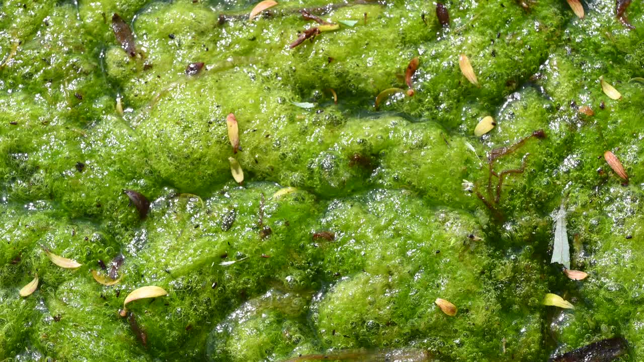Close up of bright green algae floating on the surface of a pond