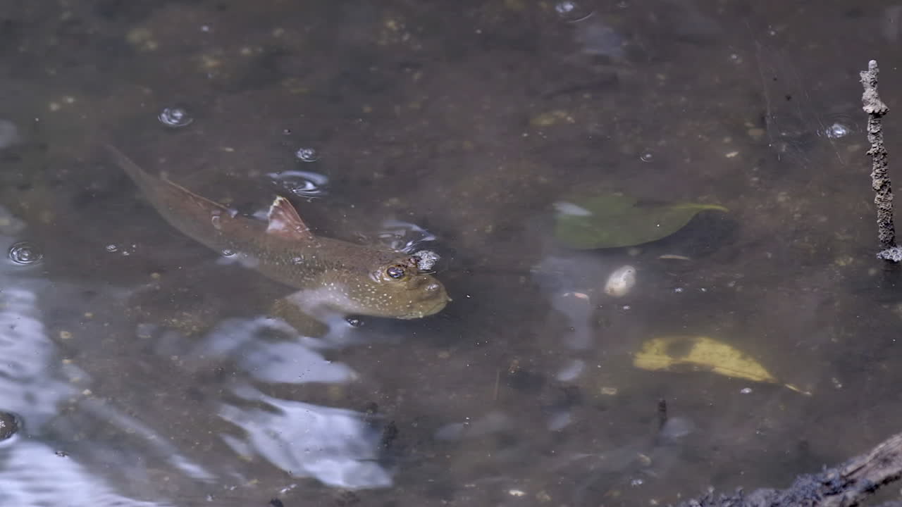 입으로 공기를 삼키는 망둥어 물고기는 물 밖으로 튀어나온 눈을 내밀고 몸은 물에 잠겼다 - 클로즈업