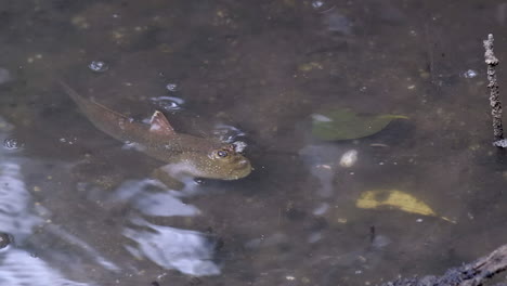 A-Mudskipper-fish-gulping-for-air-using-it's-mouth-with-it's-bulging-eyes-peeking-out-of-the-water-and-body-submerged---Close-up