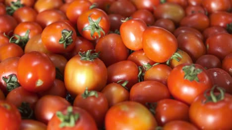 Tomates de cereza frescos