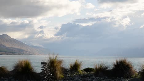 Nubes-De-Tormenta-Sobre-El-Lago-Pukaki,-Arbusto-De-Mechón-En-Primer-Plano