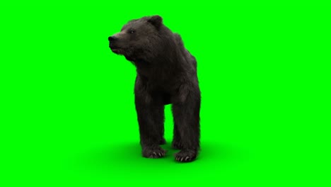 el oso de pie. una animación realista en pantalla verde.