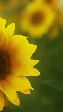 close-up of a sunflower