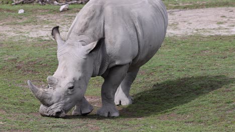 Portrait-shot-of-White-Rhinoceros-grazing-on-field-in-national-park-at-sunlight