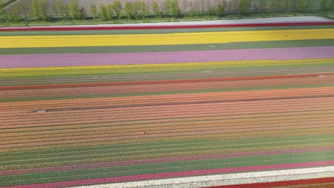 aerial view of tulips field at sunny spring in countryside, the netherlands