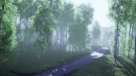 serene forest path through lush greenery during calm morning fog