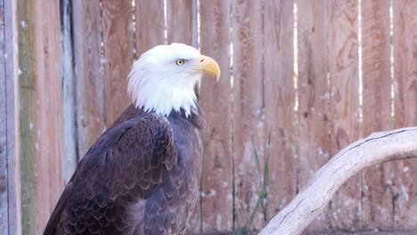 Bald-Eagle-perched-majestically-on-dry-branch-with-wood-fence-behind