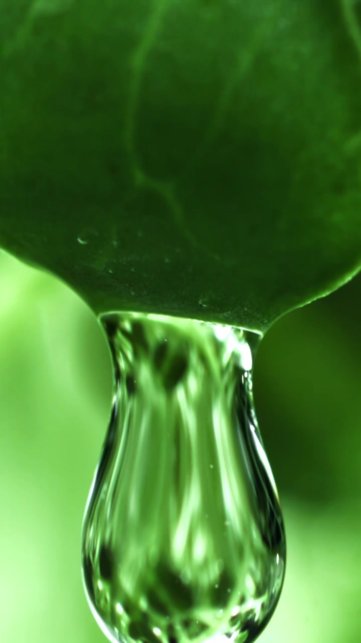 Slow Motion Water Droplet Falling from Green Leaf