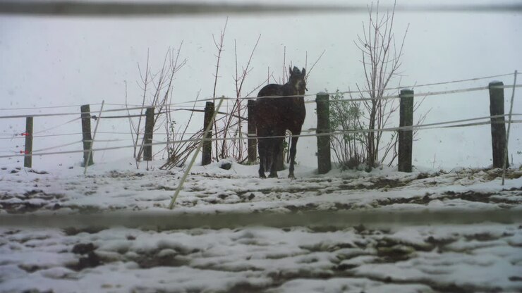 Cavallo in piedi mentre la neve cade in inverno, Svizzera, slow motion