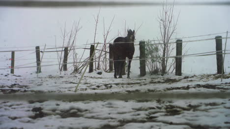 horse standing while snow falls in winter, switzerland, slow motion