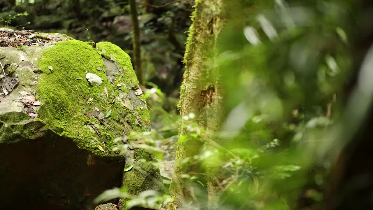 Moss-Covered Rock in a Lush Forest