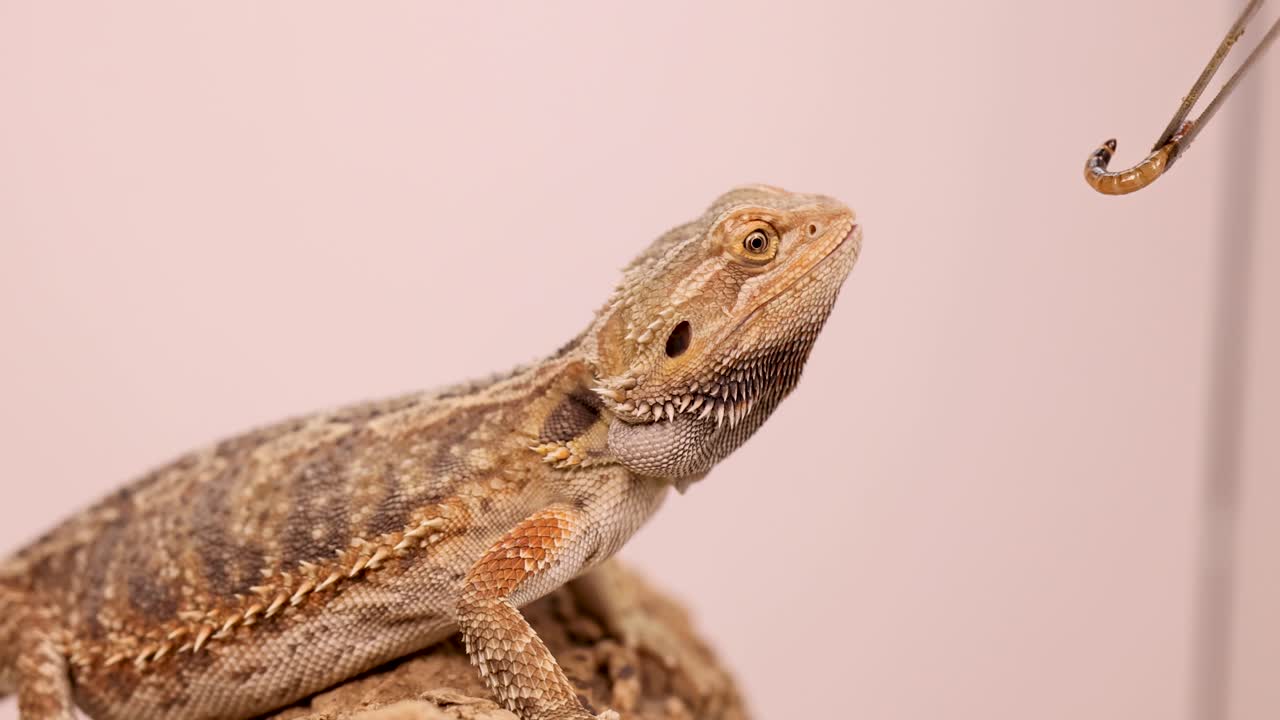 A bearded dragon captures and eats a superworm using tweezers in a controlled environment with soft lighting