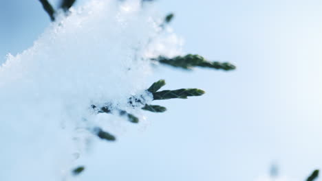 松樹針上的大雪射擊