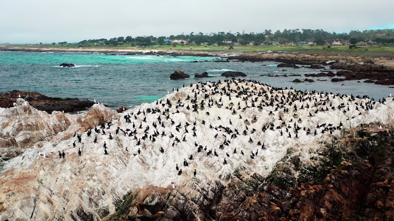 docenas de pelícanos y gaviotas descansando en la isla rocosa en el océano pacífico en la costa de monterey