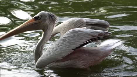 pink-backed pelican grab fish