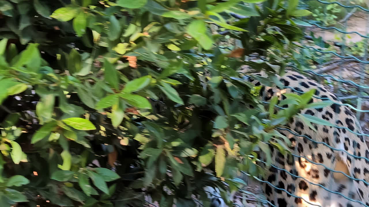 leopardo en cautiverio caminando dentro del recinto en el zoológico con una mujer que pasa