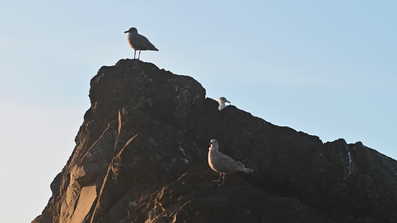 Two seagulls rest on a rugged coastal rock formation illuminated by golden morning light
