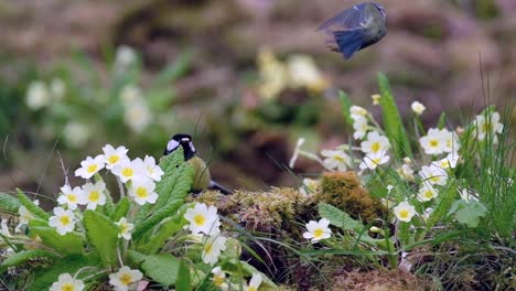 Eine-Kohlmeise,-Die-Auf-Dem-Waldboden-Frisst,-Begleitet-Von-Einer-Blaumeise