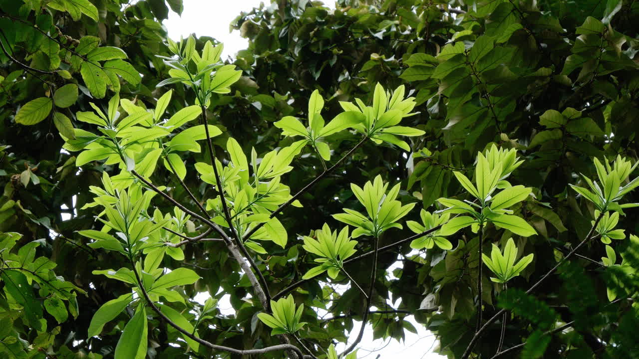Green leaves and foliages on city park