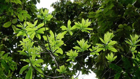 green leaves and foliages on city park
