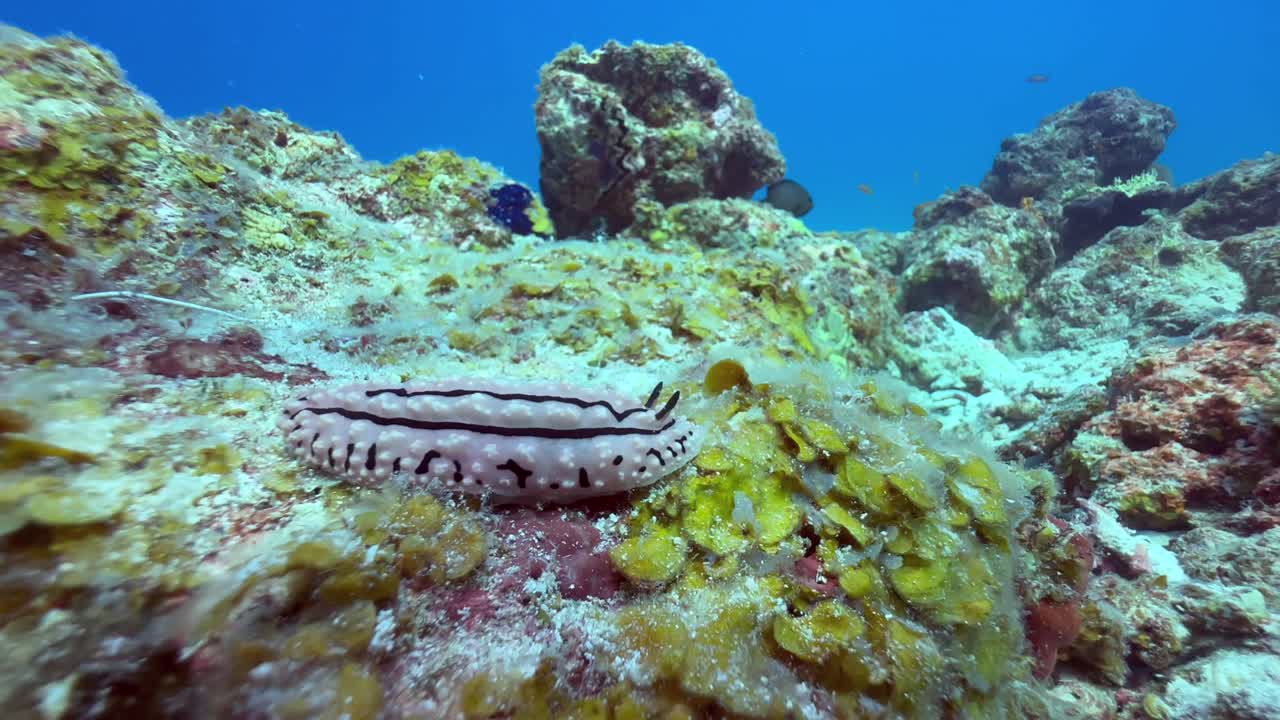 Mnemba Adası, Zanzibar, Tanzanya yakınlarındaki Phyllidiidae familyasından bir deniz salyangozu.
