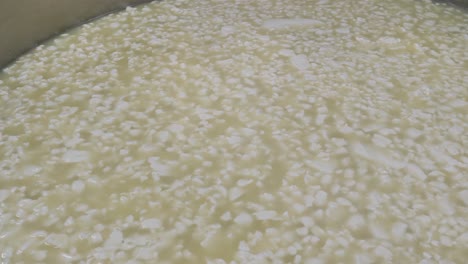 cottage cheese production process, hand takes curd from industrial vat