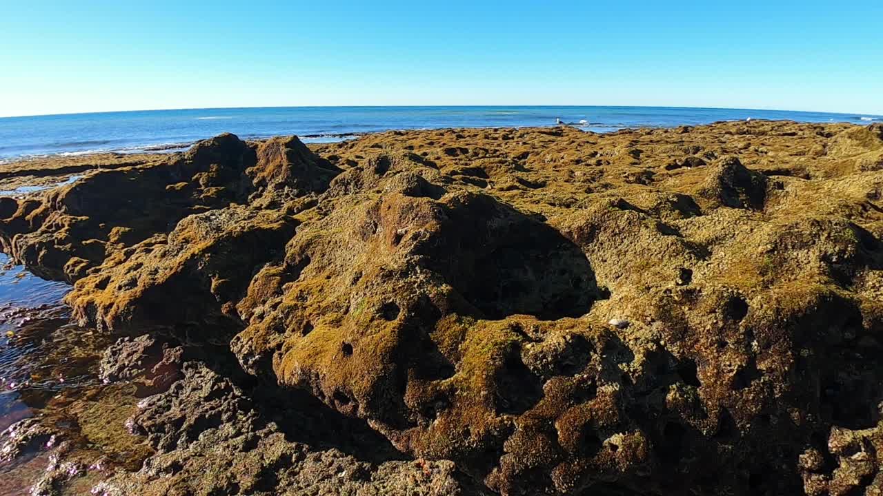 썰물, 푸에르토 페나스코, 캘리포니아 만, 멕시코에서 멀리 떨어진 바다새들이 기뻐합니다.