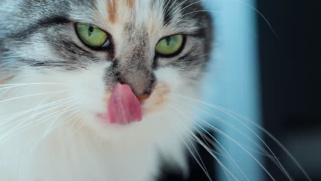 close-up long-haired calico cat lick itself